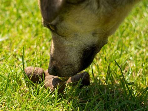 mange du caca|Coprophagie : mon chien mange des crottes, que faire